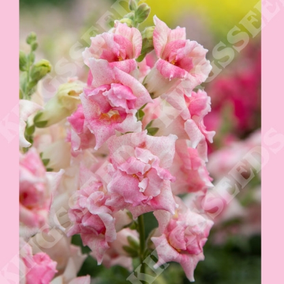 Picture of Antirrihinum - Sweet Duet Appleblossom F1